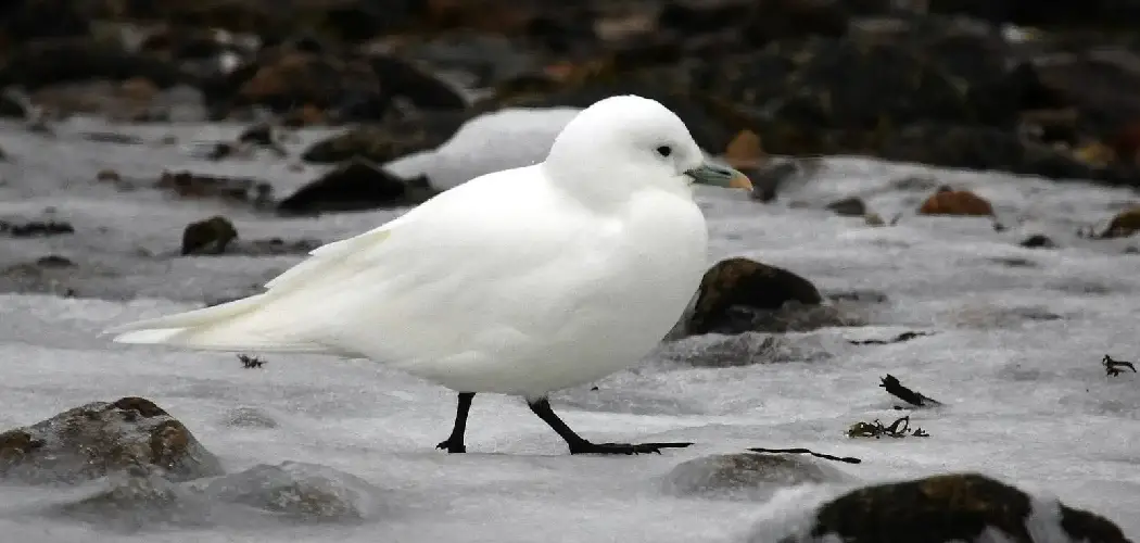 Ivory Gull Meaning, Symbolism and Totem