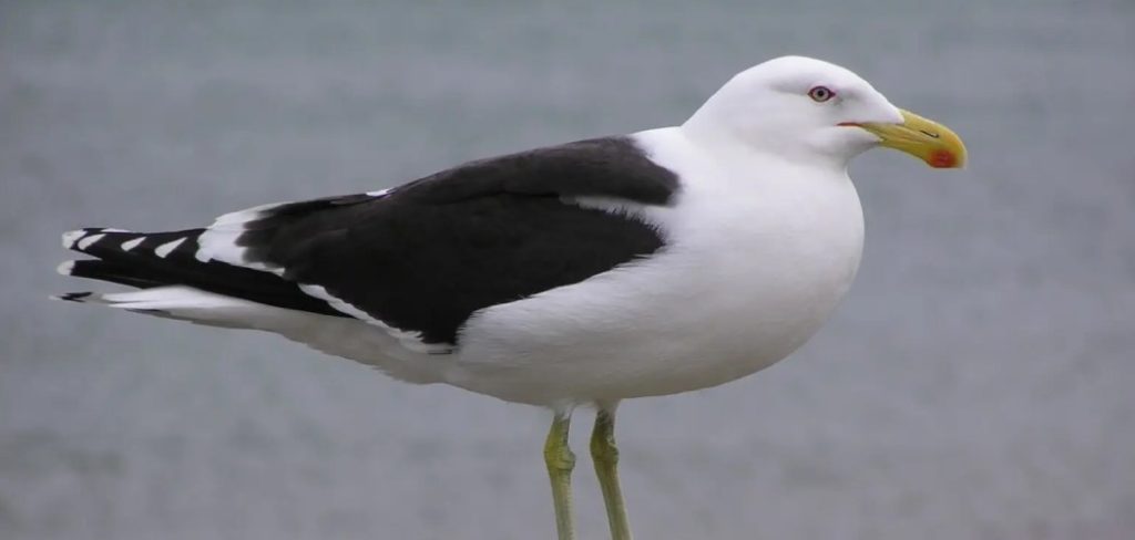 Kelp Gull Meaning