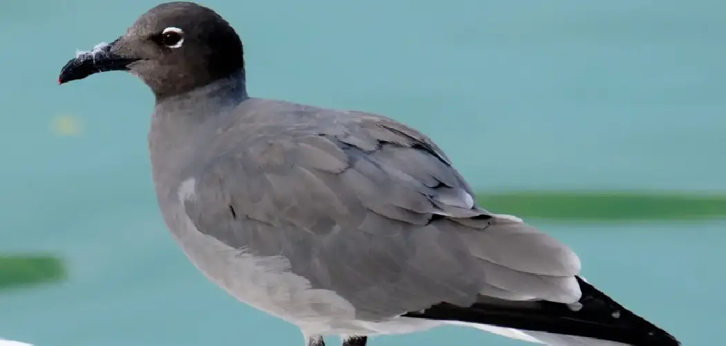 Lava Gull Meaning, Symbolism and Totem