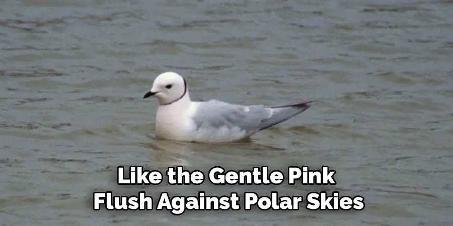 Like the Gentle Pink
Flush Against Polar Skies