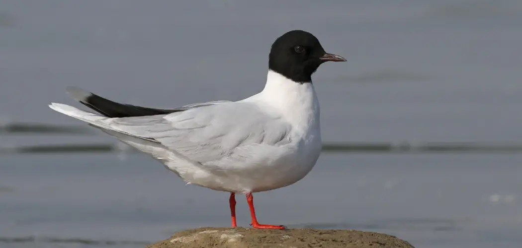 Little Gull Meaning, Symbolism and Totem