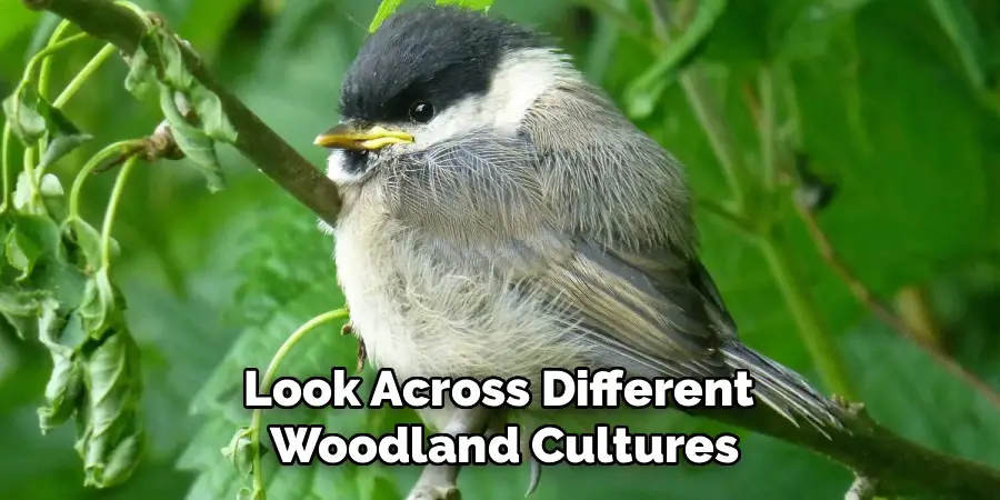 Look Across Different
Woodland Cultures