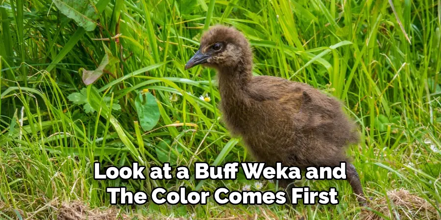 Look at a Buff Weka and
The Color Comes First