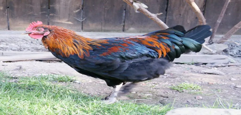 Marans