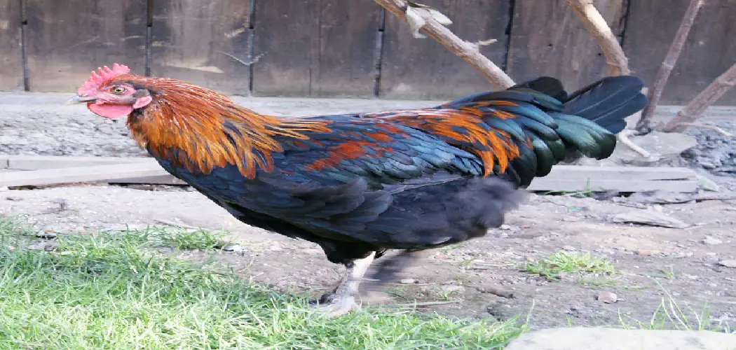 Marans