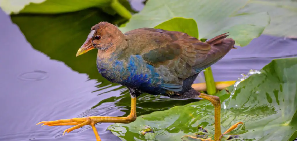 Purple Gallinule