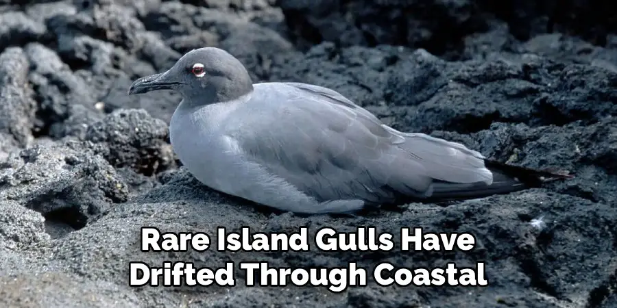 Rare island gulls have drifted through