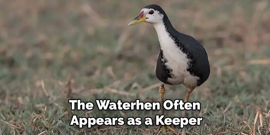 The Waterhen Often
Appears as a Keeper