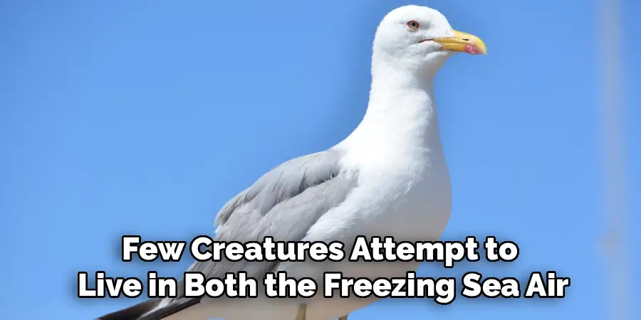 Few Creatures Attempt to
Live in Both the Freezing Sea Air