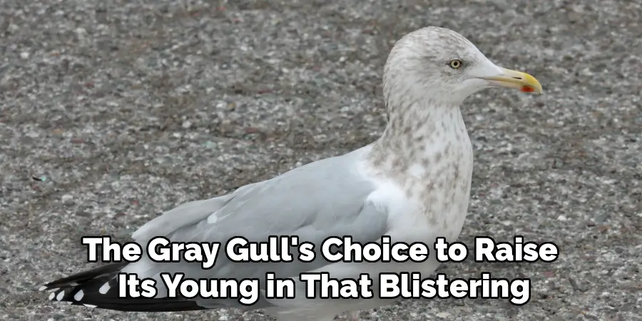 The Gray Gull's Choice to Raise
Its Young in That Blistering