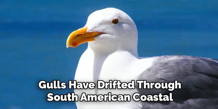Gulls Have Drifted Through
South American Coastal