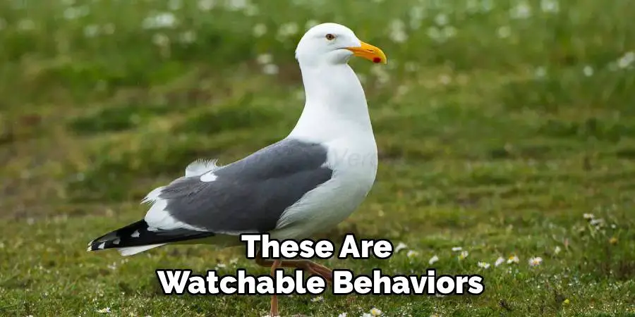 These Are
Watchable Behaviors