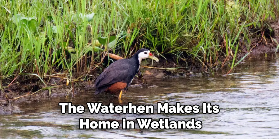 The Waterhen Makes Its
Home in Wetlands