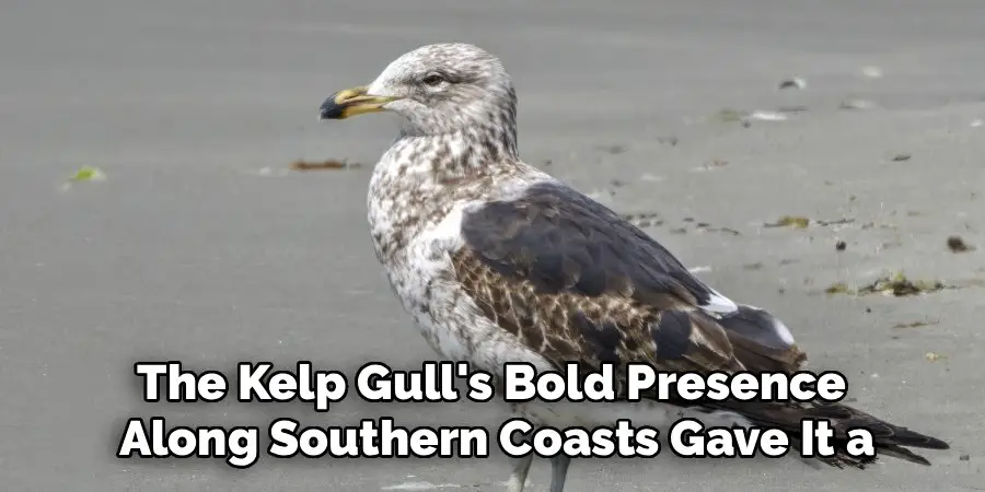 The Kelp Gull's Bold Presence 
Along Southern Coasts Gave It a