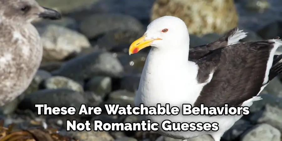 These Are Watchable Behaviors
Not Romantic Guesses