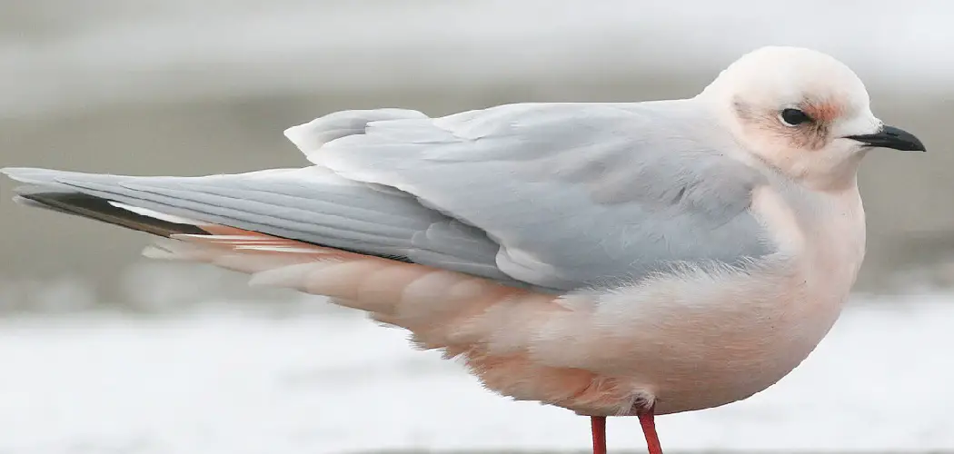 Ross's Gull Meaning, Symbolism and Totem