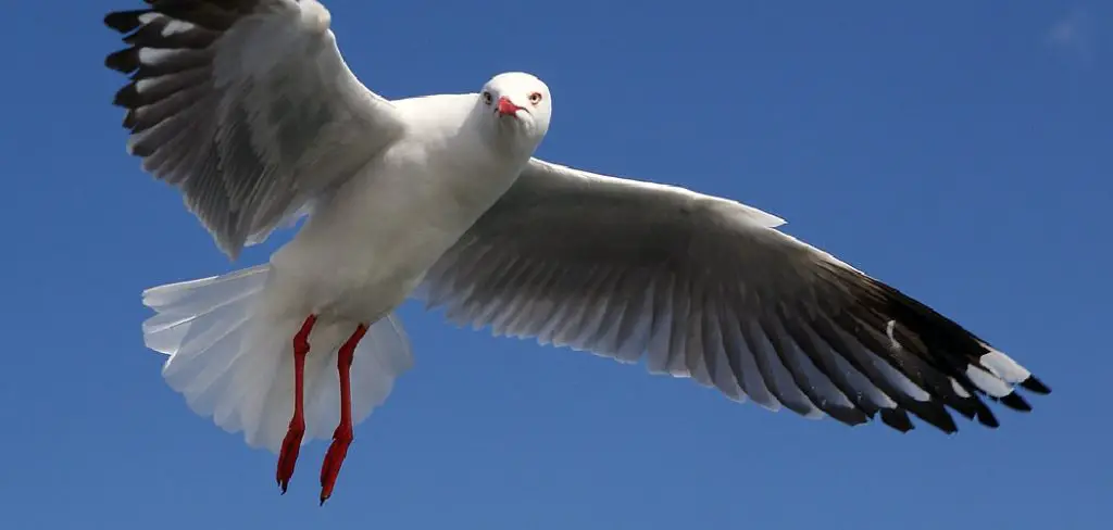 Silver Gull Meaning, Symbolism and Totem