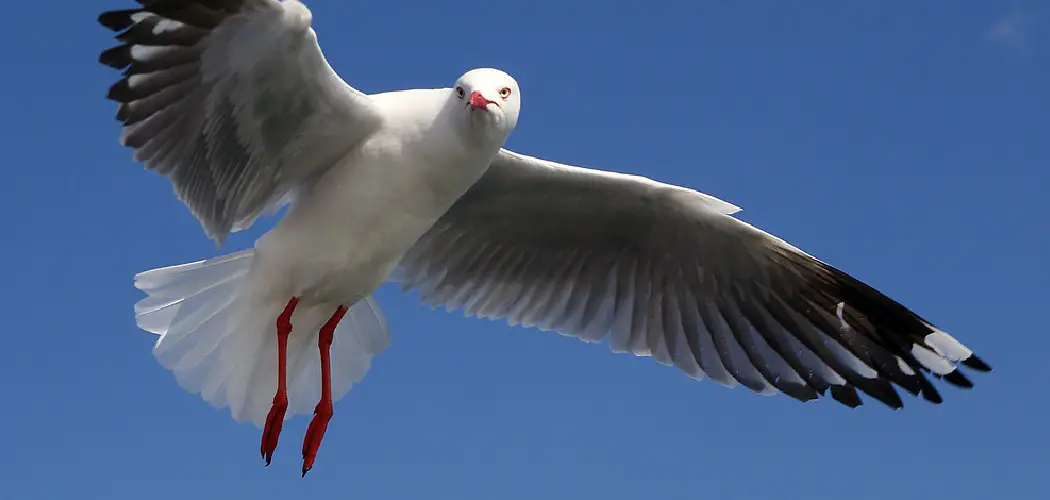 Silver Gull Meaning, Symbolism and Totem