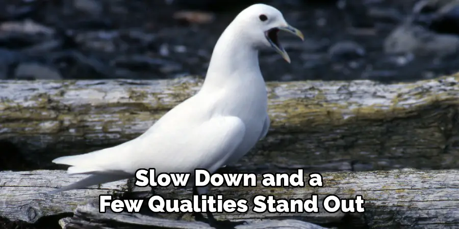 Slow Down and a
Few Qualities Stand Out
