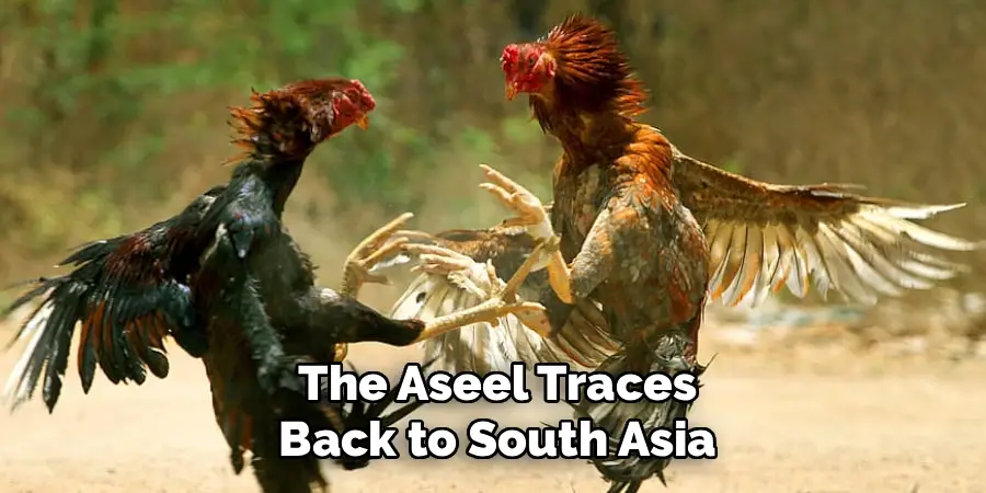 The Aseel Traces
Back to South Asia