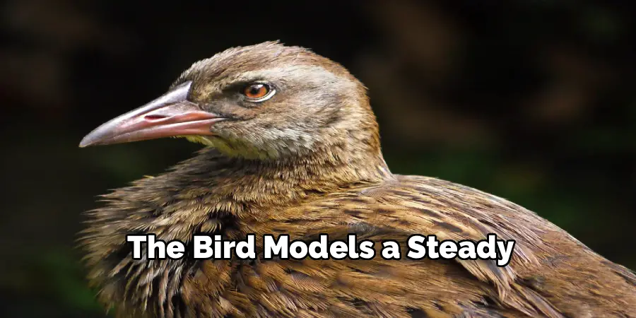The Bird Models a Steady