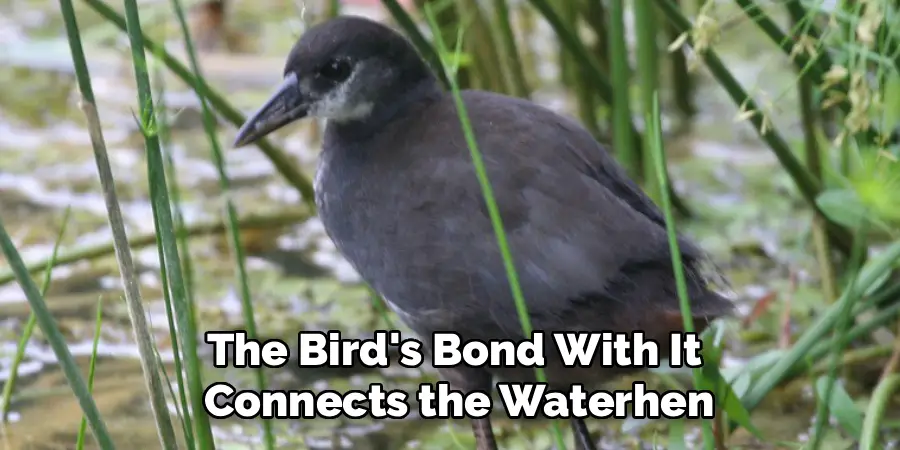 The Bird's Bond With It
Connects the Waterhen