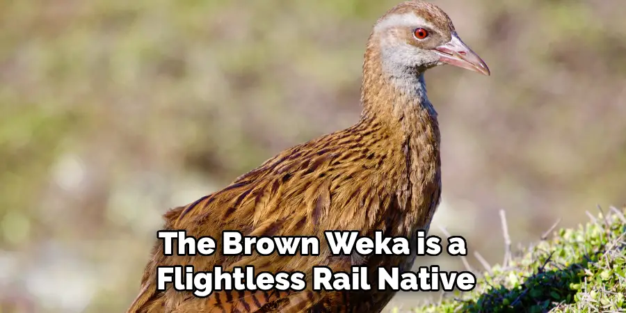 The Brown Weka is a 
Flightless Rail Native
