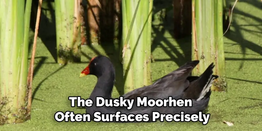 The Dusky Moorhen 
Often Surfaces Precisely