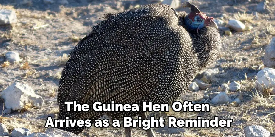The Guinea Hen Often
Arrives as a Bright Reminder