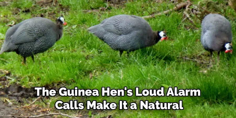 The Guinea Hen's Loud Alarm
Calls Make It a Natural