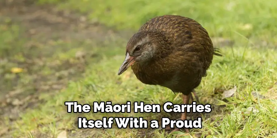 The Māori Hen Carries
Itself With a Proud