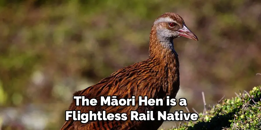 The Māori Hen is a
Flightless Rail Native