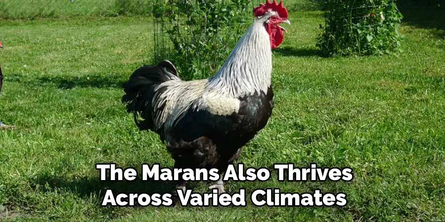 The Marans Also Thrives
Across Varied Climates