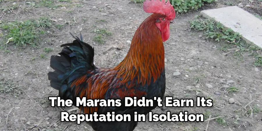 The Marans Didn't Earn Its
Reputation in Isolation
