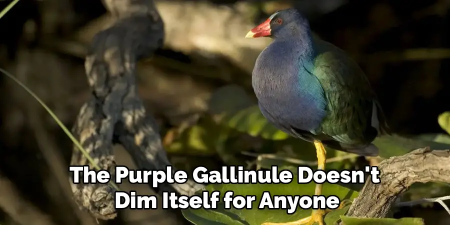 The Purple Gallinule Doesn't 
Dim Itself for Anyone