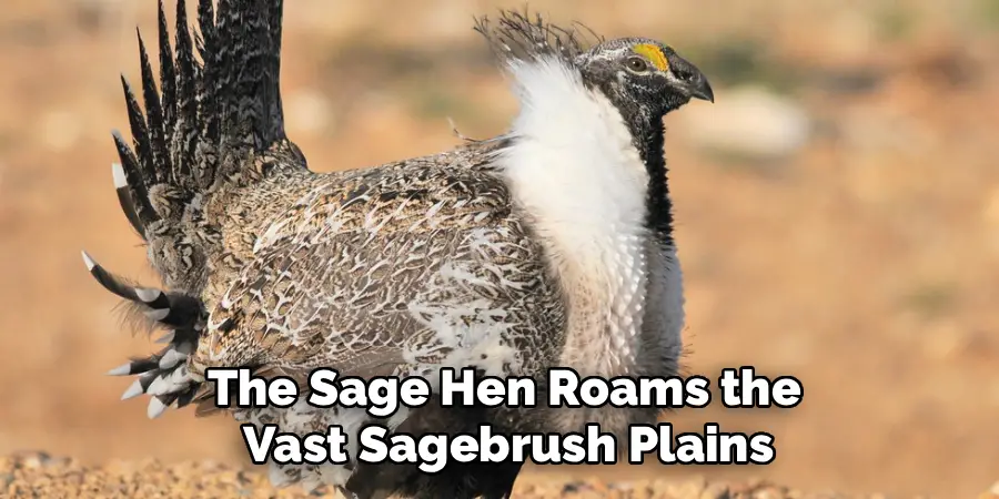 The Sage Hen Roams the
 Vast Sagebrush Plains