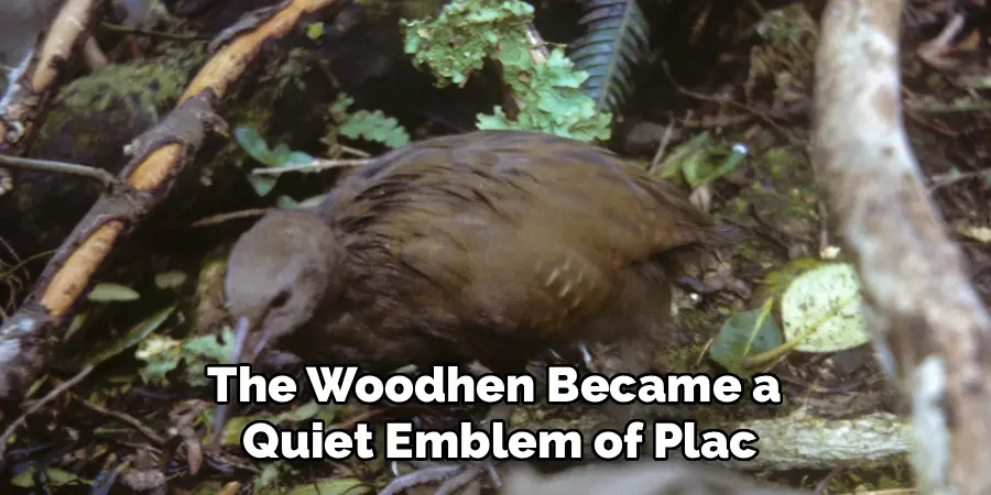 The Woodhen Became a
Quiet Emblem of Plac