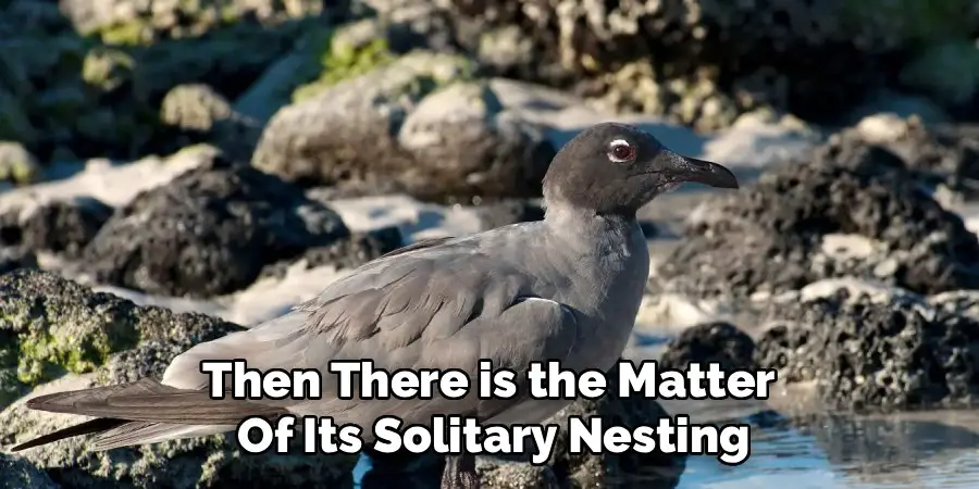 Then There is the Matter
Of Its Solitary Nesting