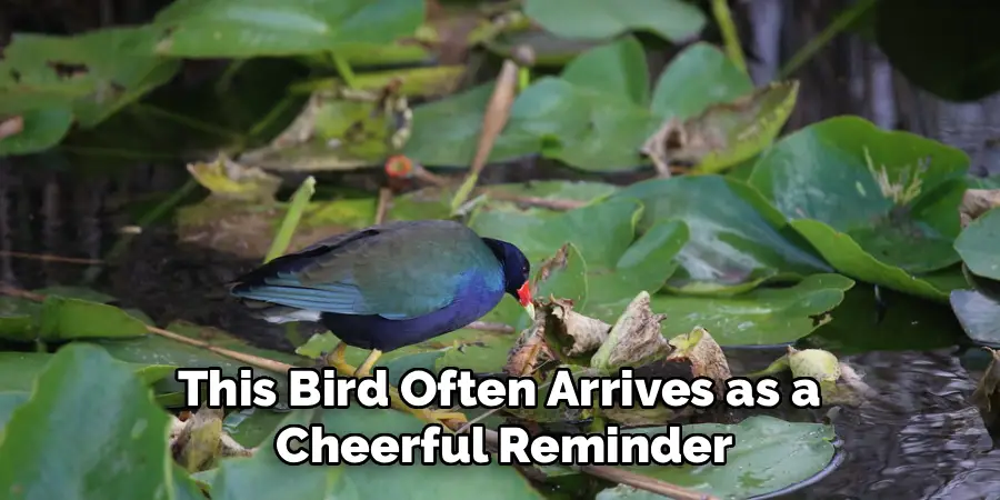 This Bird Often Arrives as a 
Cheerful Reminder