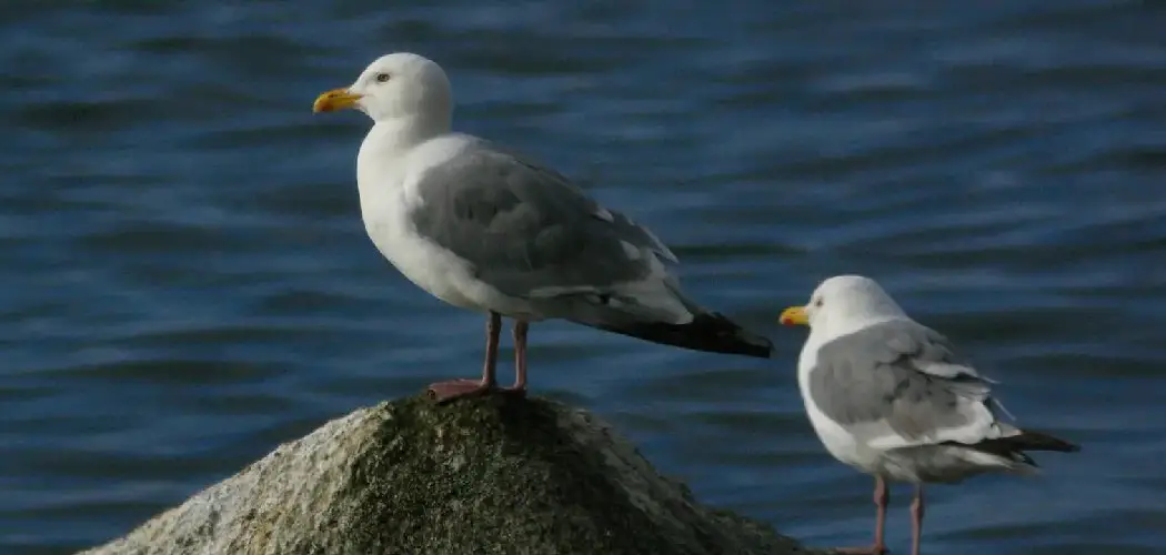 Vega Gull Meaning, Symbolism and Totem