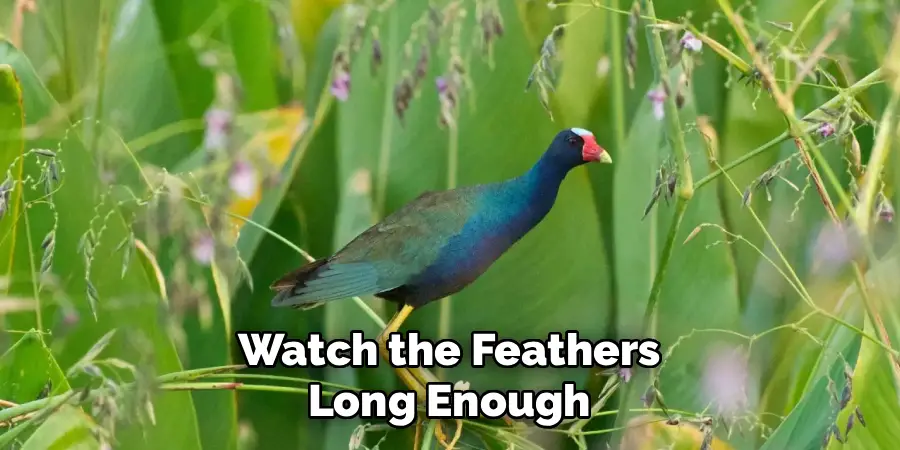 Watch the Feathers 
Long Enough 