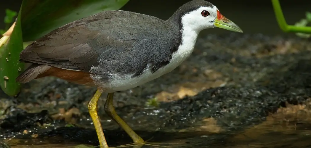 Waterhen