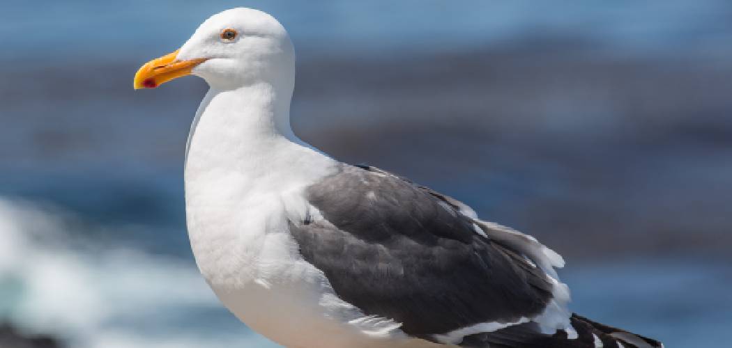 Western Gull Meaning, Symbolism and Totem