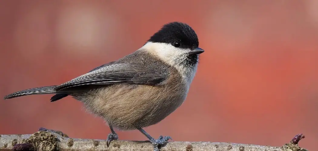 Willow Tit Meaning, Symbolism and Totem