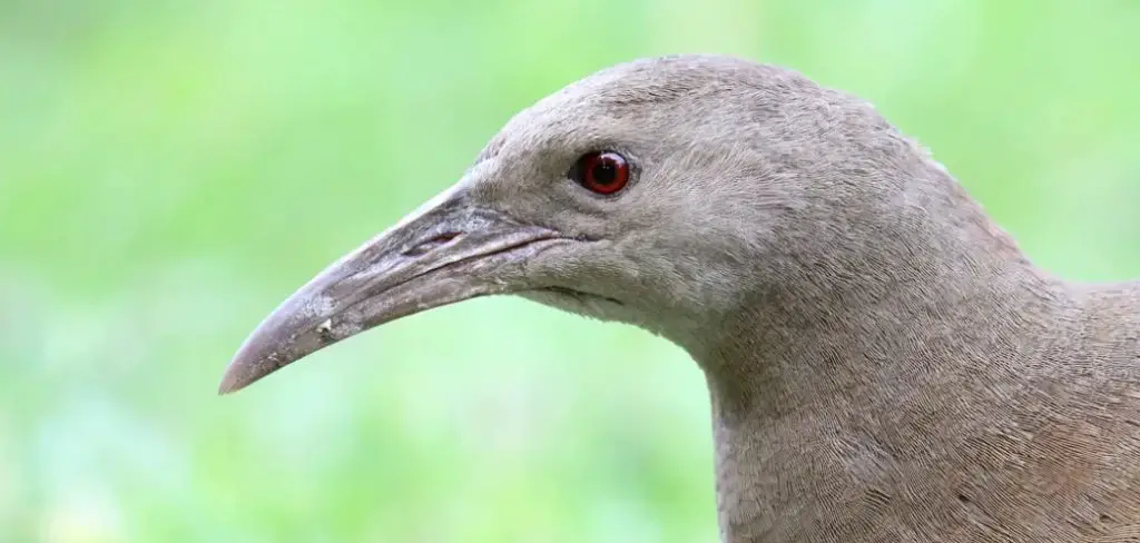 Woodhen