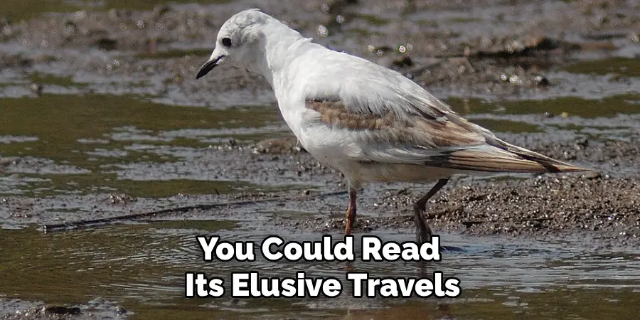 You Could Read
Its Elusive Travels