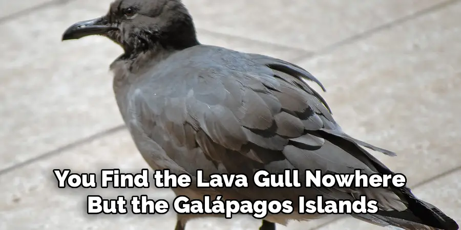 You find the lava gull nowhere but the Galápagos Islands