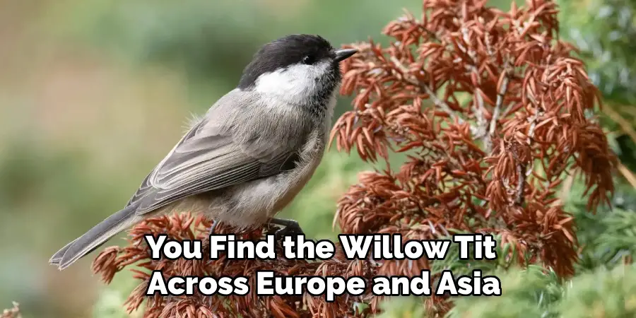 You Find the Willow Tit
Across Europe and Asia