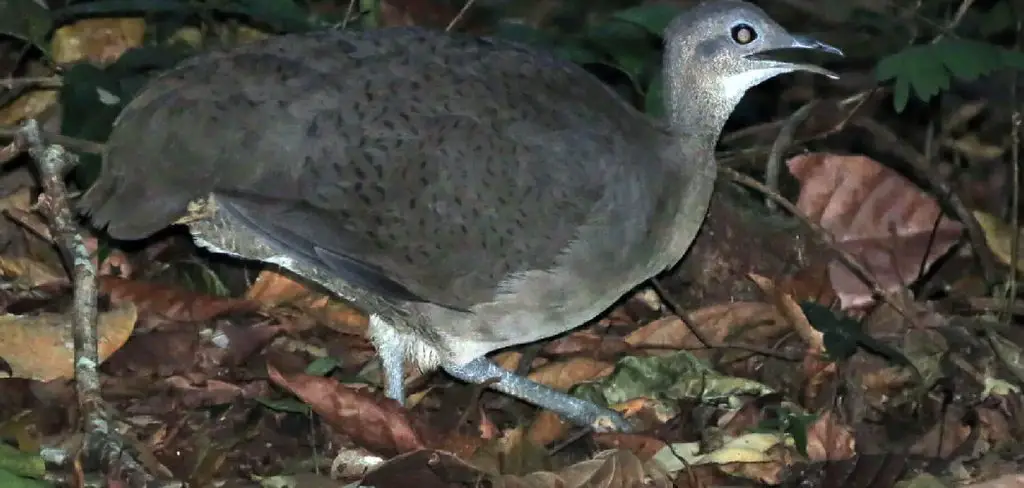 Black Tinamou Meaning