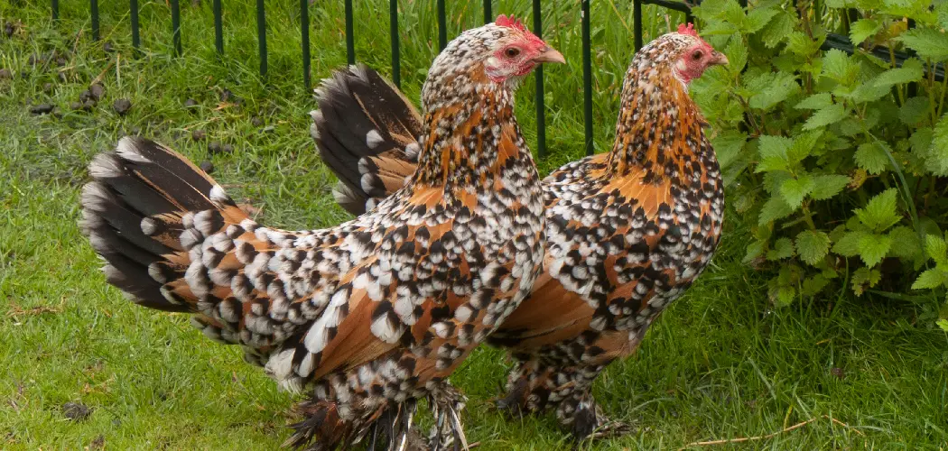 Booted Bantam